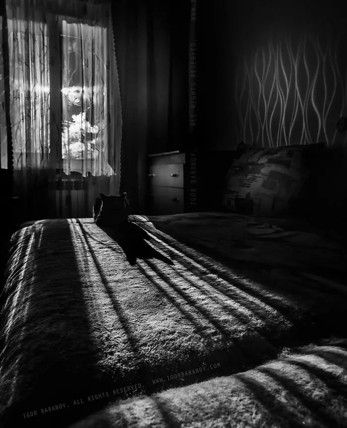 The Mysterious Lives Of Cats Captured In Black & White