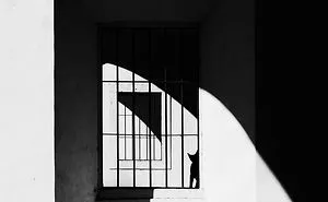 The Mysterious Lives Of Cats Captured In Black & White