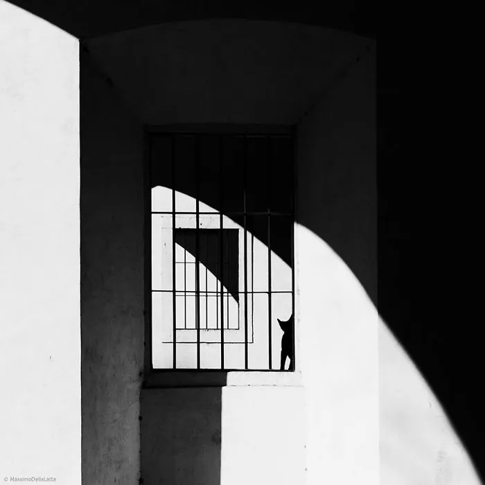 The Mysterious Lives Of Cats Captured In Black & White