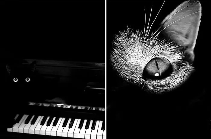 The Mysterious Lives Of Cats Captured In Black & White