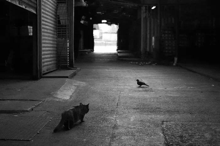 The Mysterious Lives Of Cats Captured In Black & White