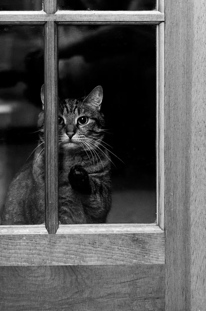 The Mysterious Lives Of Cats Captured In Black & White