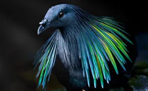 Meet The Closest Living Relative To The Extinct Dodo Bird With Incredibly Colorful Iridescent Feathers