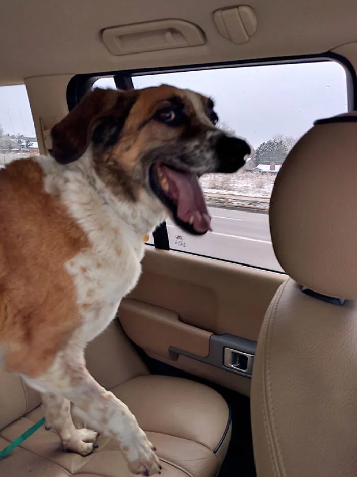 My SO And I Just Adopted Our First Dog Together, 11-Year-Old Rocky. His Derpy Smile Makes My Heart Melt!