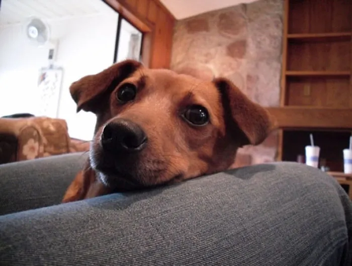 I Adopted A~7-Year-Old Dog Over Five Years Ago