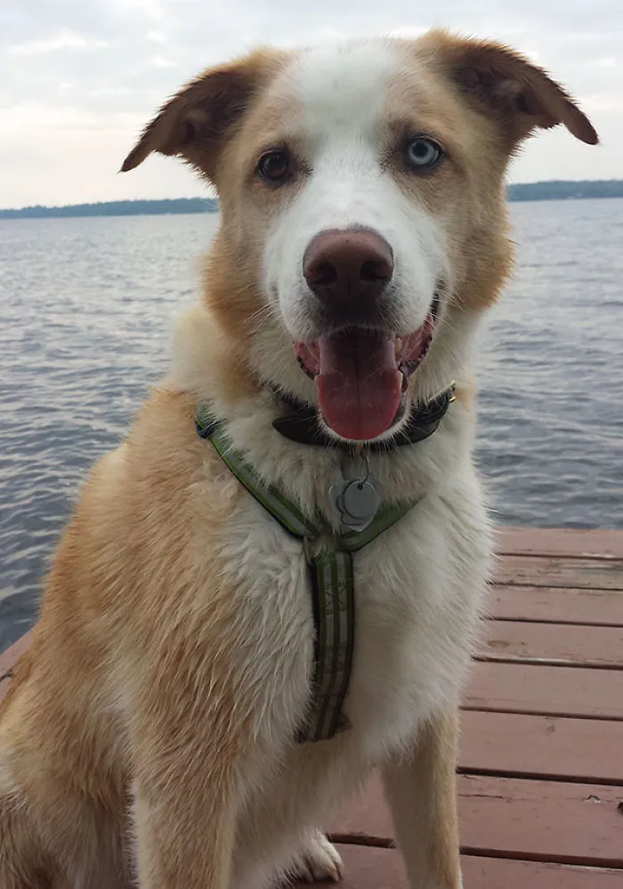 This Is Merlin, Adopted at 6.5 Years Old From A Humane Society. There's Nothing Wrong With Him. He's Just The Best Dog Ever