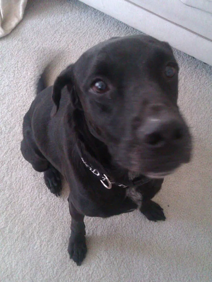 Our New Dog We Adopted Yesterday. He's A 7-Year-Old Rescued Black Lab Mix. He's Spent Most Of His Life In A Crate And He's Finally Got Room To Stretch His Legs. We Named Him Ted