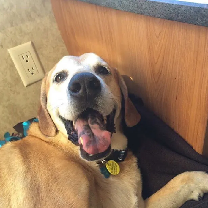 We Stopped At A Shelter Yesterday And Adopted This Handsome Guy. Jake Is 11 Years Old And Was Surrendered To The Shelter By His Owners, Who Said They Didn't Have Enough Time Or Money To Care For Him Anymore And He Was Living Alone In The Backyard