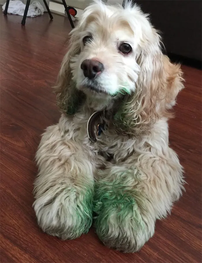 My SO And I Adopted The Dopiest 7-Year-Old Dog About A Year Ago.  He Managed To Find A Tube Of  Green Food Dye As A Snack Yesterday