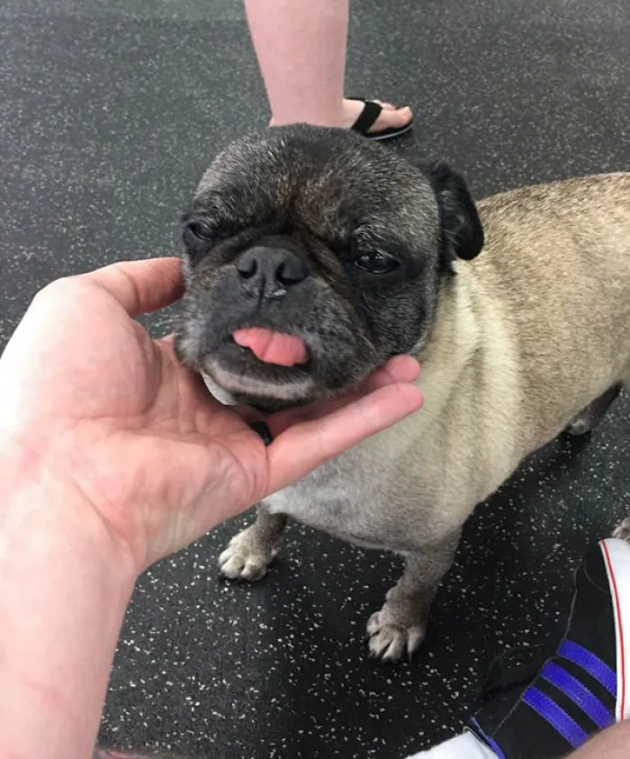 Just Adopted A New Old Dog, This Is Daisy