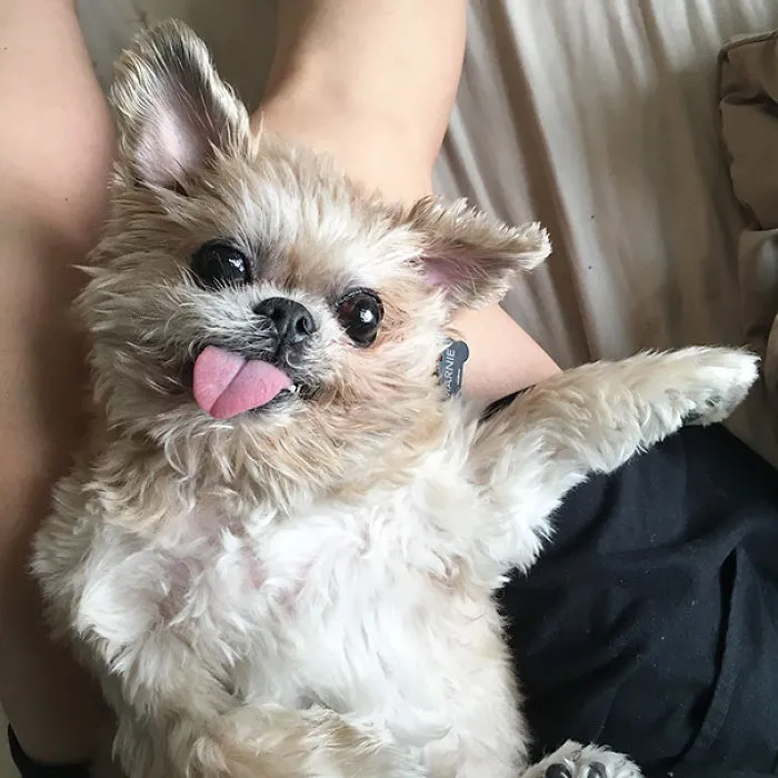 Marnie The Dog Is A 14-Year-Old NYC Shih Tzu Adopted From A Shelter At Age 11