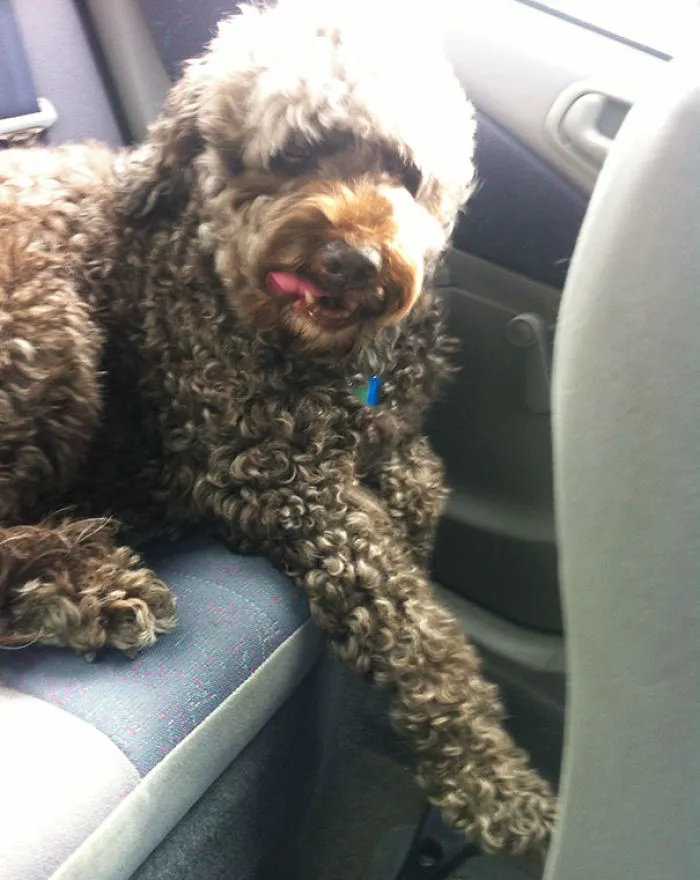 Here Is A Pic Of A Dog My Family And I Adopted At 9 Years Old