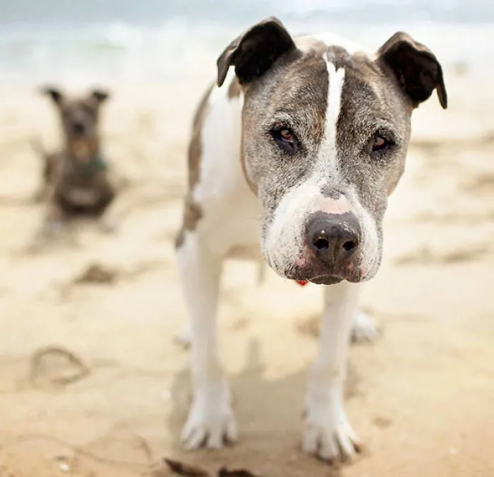Sunny Was Left At A Los Angeles Shelter At Age 16 With Cancer And Infected Eyes. She Inspired Me To Use Photography To Show How Many Senior Animals Need Homes