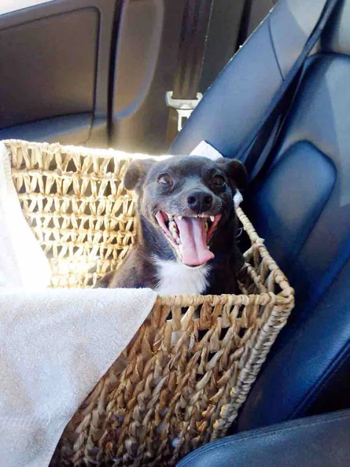 Ned's First Ride Home From The Shelter – Finally A Home At 11 Years Old