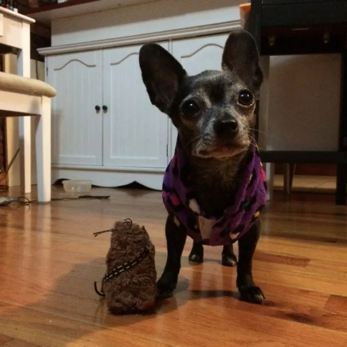 Senior Dog Adoption Month May Have Ended, But I Adopted This Little 8-Year-Old Lady Today!