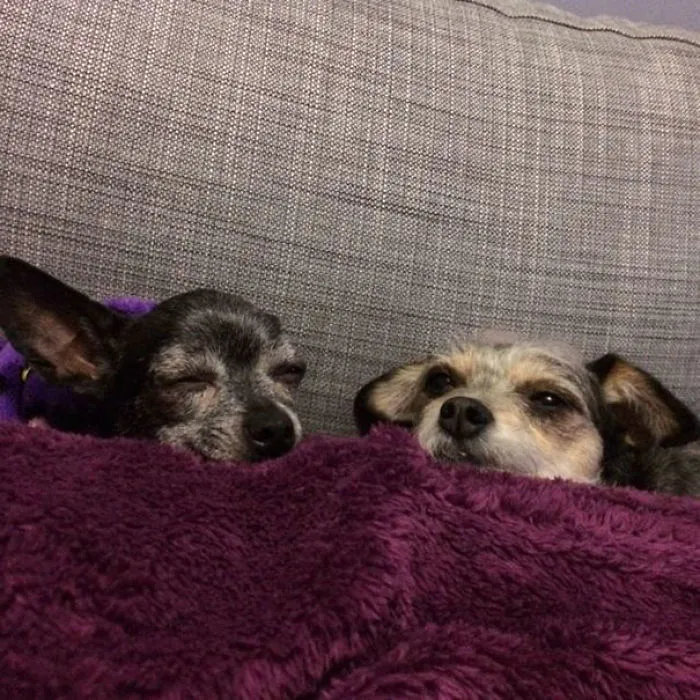 The Senior Dog (8yo) I Adopted Last Week Seems To Be Getting Along Well With My Other Rescue (7yo)!