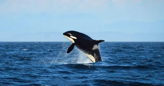 105-Year-Old World's Oldest Orca Is Spotted Splashing Waves Like A Youngster