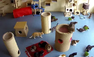 I Found A Website That Live Streams From Animal Shelters
