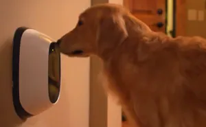 This Device Lets You Video Chat With Your Pet While You're Away
