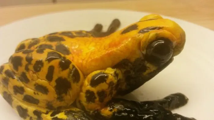 I Made This Frog Out Of Sugar Fondant
