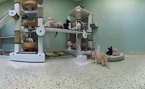 Kittens Playing In Virtual Reality
