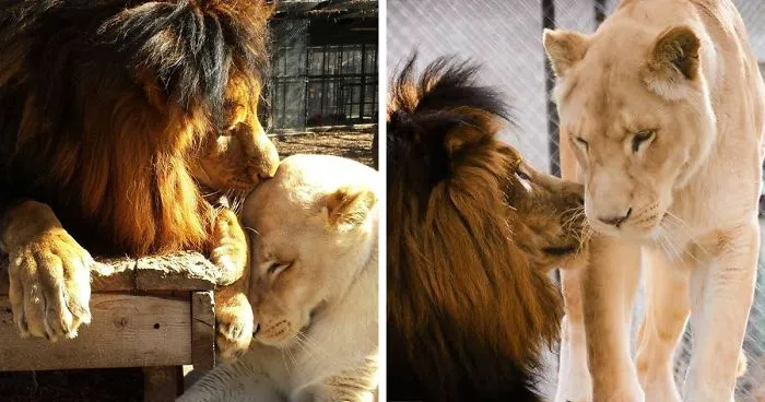 Dying Lion Had No Hope Of Survival - But Then She Found Love