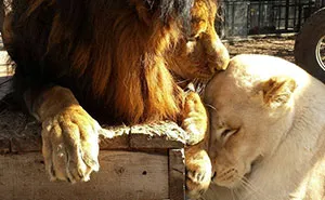 Dying Lion Had No Hope Of Survival - But Then She Found Love
