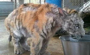 Sick Tiger Cub Weighting Only 1/4 Of Normal Weight, Gets Rescued From Circus, Makes Incredible Recovery