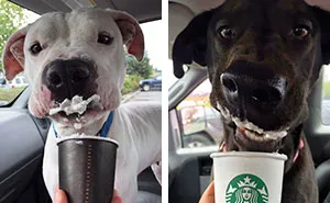 This Shelter Takes Dogs Out For ‘Puppuccinos’ To Find Them New Homes