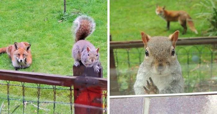 Squirrel Looks Like He's Knocking On A Window For Help As A Fox Stalks Him