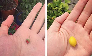 Not Trying To Brag, But I've Got Strawberries Growing As Big As Lemons Over Here