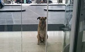 Flight Attendant Adopts Stray Dog Who Wouldn't Stop Waiting For Her Outside Hotel