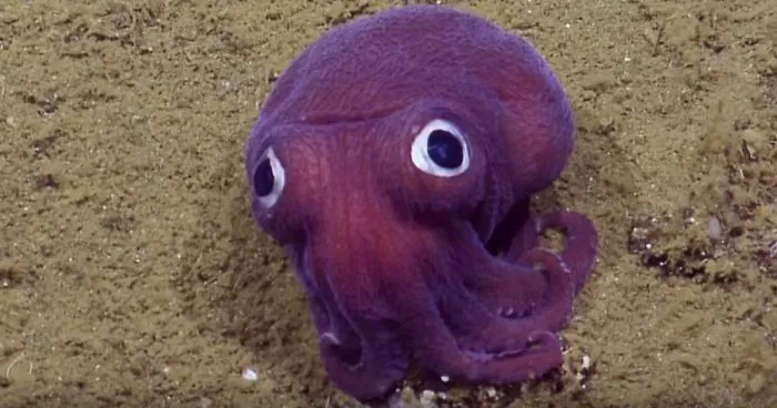 Scientists Spot A Googly-Eyed Squid, Can't Stop Laughing At It