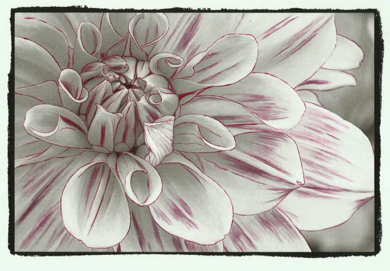 5+ Animated Gifs Of The Grayscale Coloring Process