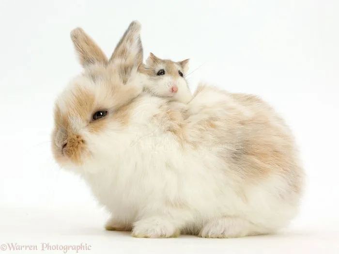 Animals
