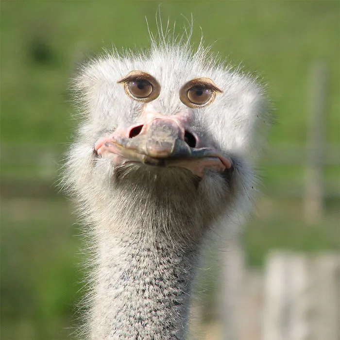 Ostrich