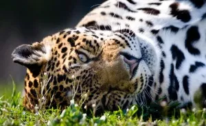 I Capture The Soul Of Wild Cats