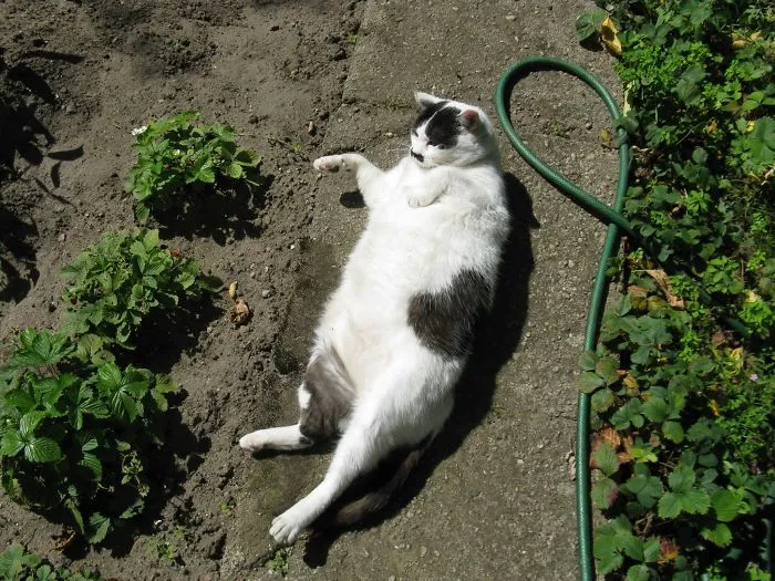 The Cat Who Ate 1 Kg Of Sausages - Almost Fired