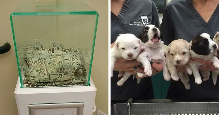 Anonymous Person Just Put $8,000 into This Animal Shelter's Donation Box