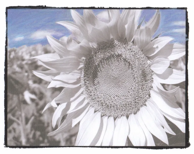 5+ Animated Gifs Of The Grayscale Coloring Process
