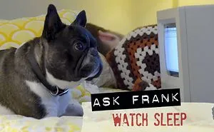 I Watch My Human Sleep
