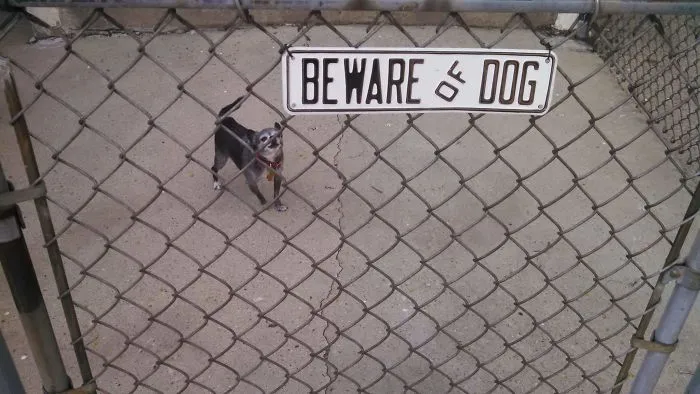 47 Dangerous Dogs Behind Beware Of Dog" Signs"