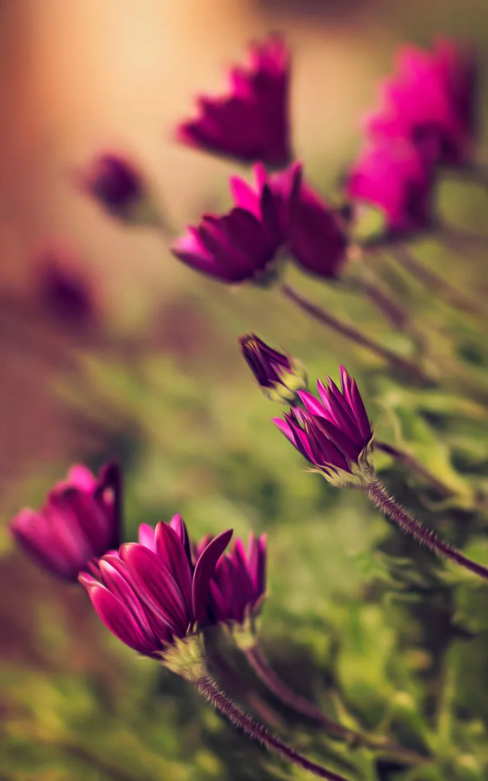 I Document The Beauty Of Small Things