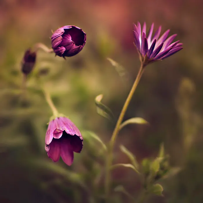 I Document The Beauty Of Small Things