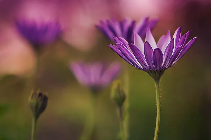I Document The Beauty Of Small Things