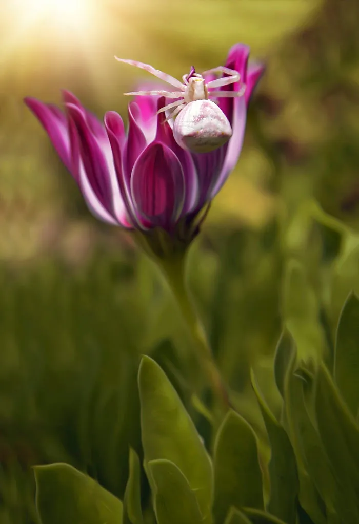 I Document The Beauty Of Small Things