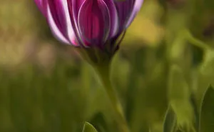 I Document The Beauty Of Small Things
