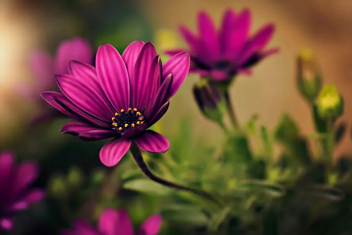 I Document The Beauty Of Small Things
