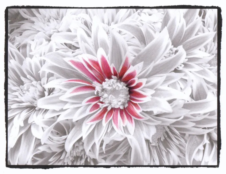 5+ Animated Gifs Of The Grayscale Coloring Process