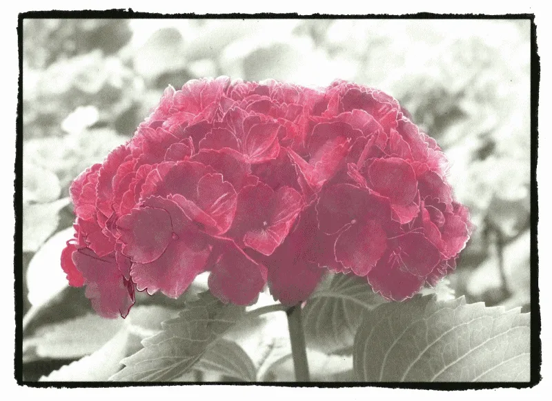 5+ Animated Gifs Of The Grayscale Coloring Process
